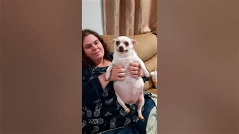 Virginia's Fattest Chihuahua Dog Sweet to Killer Mode! UPDATE: RIP LUCKY HAS PASSED AWAY 😥 ...