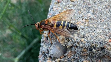 Cicada killer wasps likely to begin seasonal emergence in Michigan, but ...