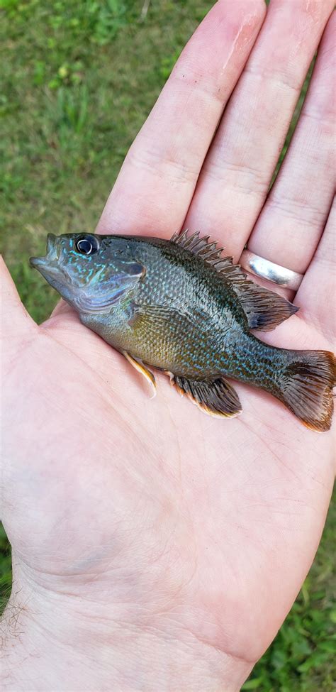 Another sunfish out of a local pond : MicroFishing