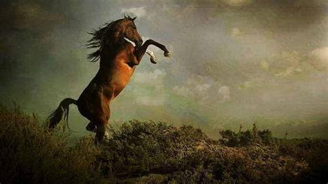 Horses Rearing Wallpapers - Wallpaper Cave