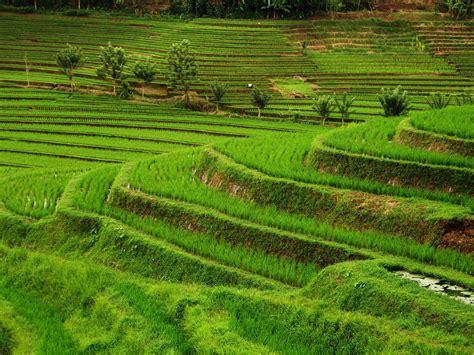 astonishing paddy fields of Bali