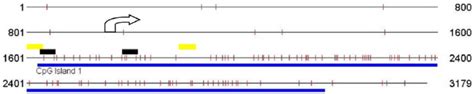 The CpG island promoter region of the MTHFR gene. The CpG Island... | Download Scientific Diagram