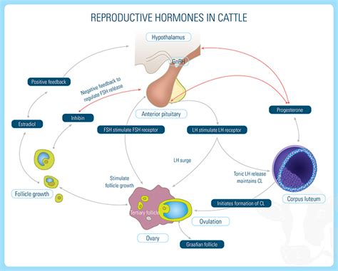 Cattle Reproductive Hormones