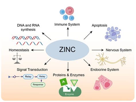 Biomolecules | Free Full-Text | The Important Role of Zinc in ...