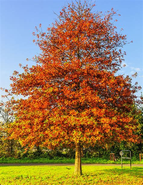 Pin Oak Trees | Quercus palustris | Swamp Oak | Old House Trees