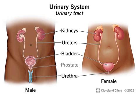 Purpose of the Bladder in the Urinary System? | Health