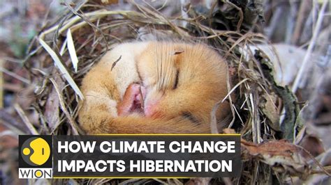 WION Climate Tracker: Shorter and warmer winter is disrupting hibernation process | English News ...