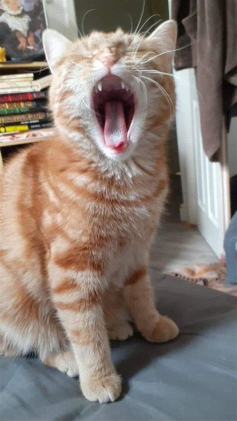 A mighty roar : r/aww