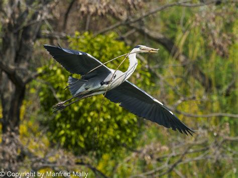 flying grey heron at nest building | Behance