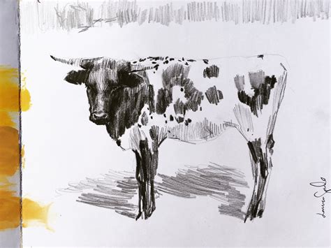 Longhorn Sketch #1 — Lauren Spindle