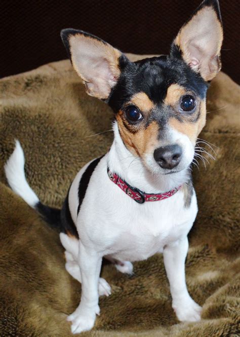 Rat Terrier Chihuahua Mix HD Wallpaper - Beraplan.com | Rat terrier dogs, Rat terrier puppies ...