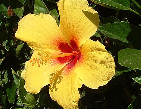 HAWAII'S STATE FLOWER | The yellow hibiscus is Hawaii's stat… | Flickr