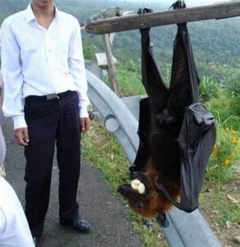 Top 10 Rare And Unusual Species of Bats