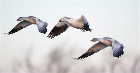 Eating Snow Geese - How to Cook and Eat a Snow Goose