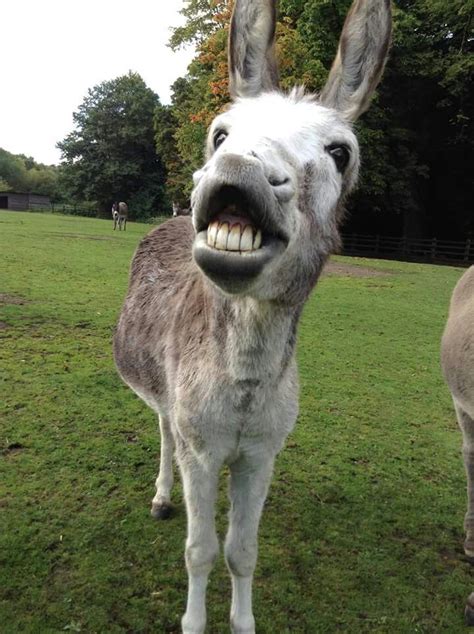 Pic by the Donkey Sanctuary in the UK | Cute donkey, Animals, Happy animals