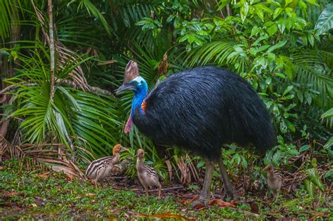 Natural History: Wet Tropical Rainforest