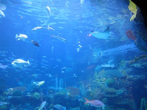 Silverton Casino Aquarium is a Great Free Las Vegas Family Attraction