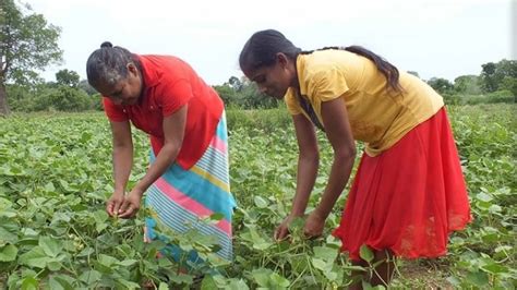 Climate Smart Irrigated Agriculture Project Helped Sri Lanka’s ...