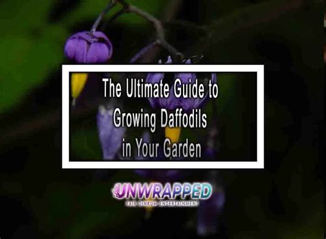 The Ultimate Guide to Growing Daffodils in Your Garden