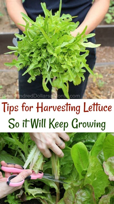 Tips for Harvesting Lettuce So it Will Keep Growing - One Hundred ...