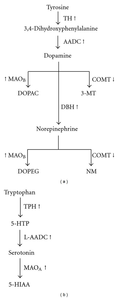 Dopamine Synthesis And Degradation