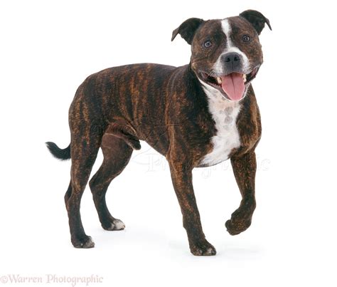 Dog: Staffie photo WP07666