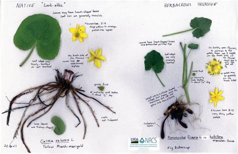 Lesser celandine: Spring garden and lawn invader | Cornell Weed Identification