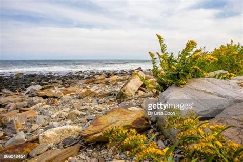 Plants In The Atlantic Ocean Photos et images de collection - Getty Images