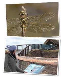 Peatland Biodiversity Trail | Raised Bogs | Biodiversity in Ireland