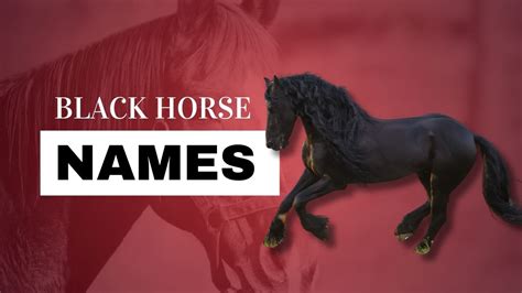 Black Horse Names | Strathorn Farm