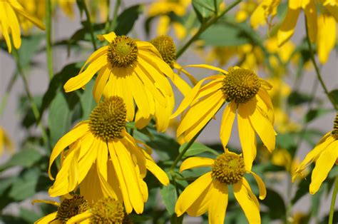 Rudbeckia laciniata, Cutleaf Coneflower, Southwest Desert Flora