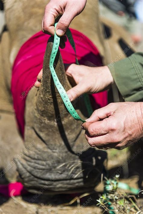 White Rhino conservation operation - Stock Image - C029/2634 - Science Photo Library