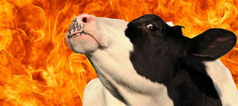 5 Good Reasons You Should Care About Cow Farts & Cow Burps