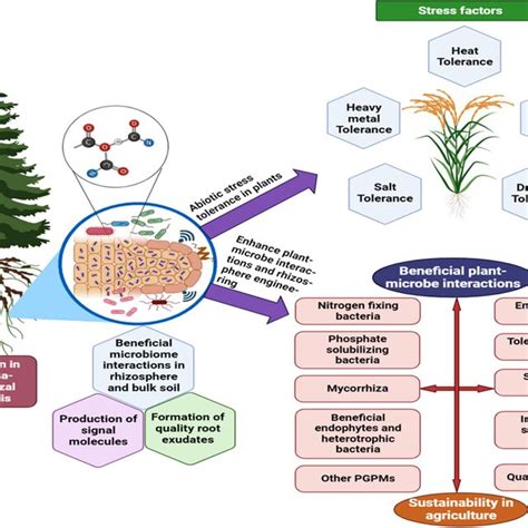 Mechanism deployed by Frankia-actinorhizal symbiosis in sustainable ...