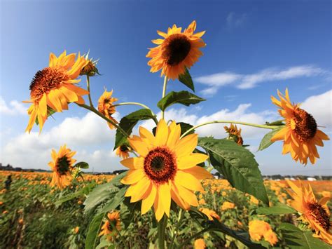 Sunflowers jigsaw puzzle in Flowers puzzles on TheJigsawPuzzles.com (#6368769)