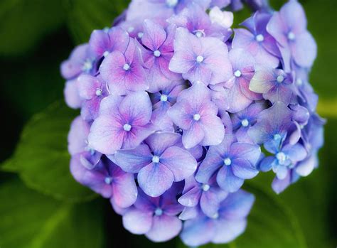 Purple Hydrangea Photograph by Gina Cormier