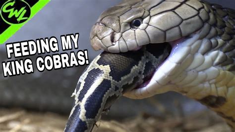 How Much Does A King Cobra Eat?