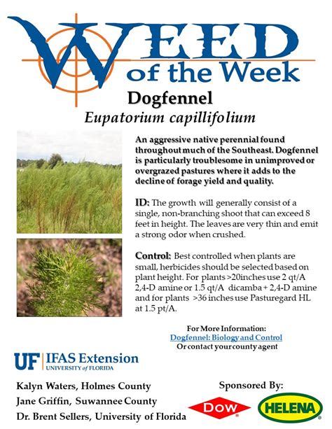 Weed of the Week- Dogfennel – UF/IFAS Extension Suwannee County