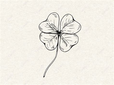 Four leafed clover. Line art sketch by Tatyana Petrova on Dribbble