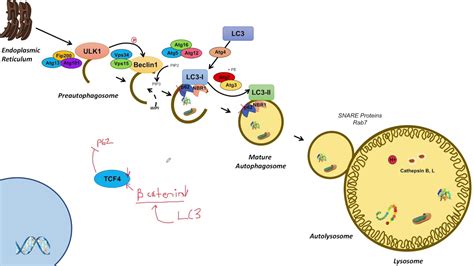 Macroautophagy | Transcriptional Regulation: Lesson 2 - YouTube