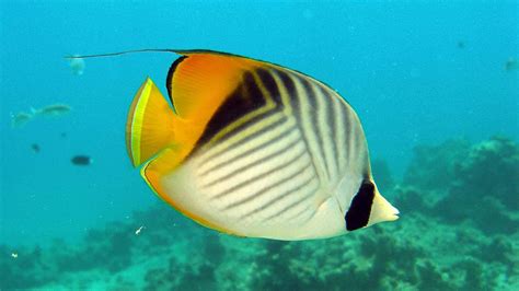 Butterflyfish - Chaetodontidae | Underwater Asia