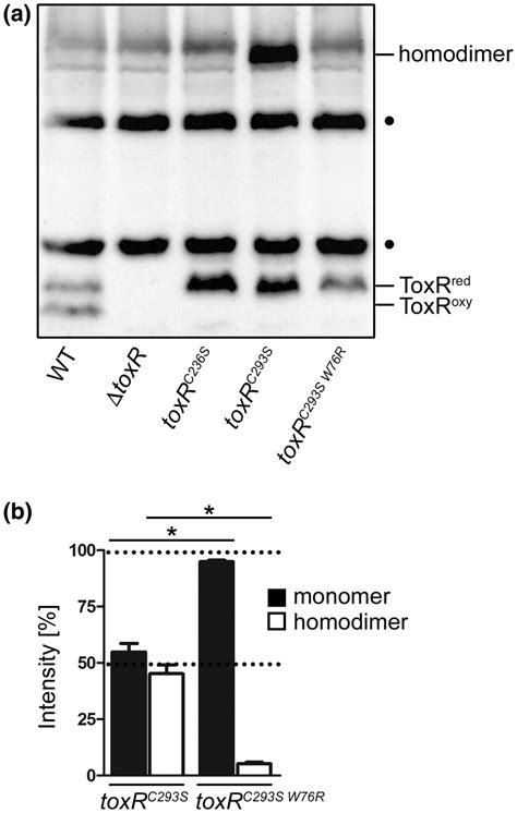 DNA binding triggers ToxR homodimer formation. (a) Shown is ToxR ...