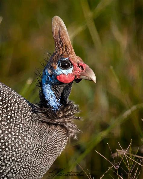 Elsen Karstad's 'Pic-A-Day Kenya': Helmeted Guinea Fowl, Masai Mara Kenya