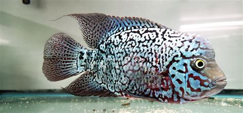 King Kamfa Flowerhorn