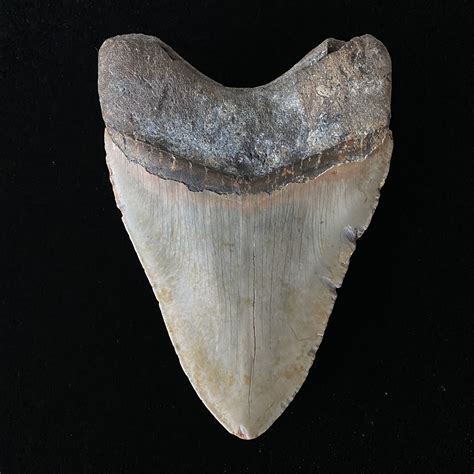 5.03" Megalodon Tooth - The Fossil Exchange - Touch of Modern