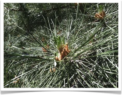 Pinus Ponderosa Needles