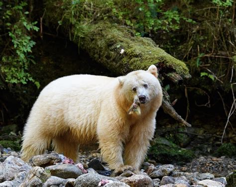 British Columbia | A Spirit Bear Tale