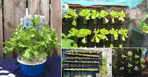 21 DIY Lettuce Garden Ideas (Lettuce Planter Projects for Gardeners)