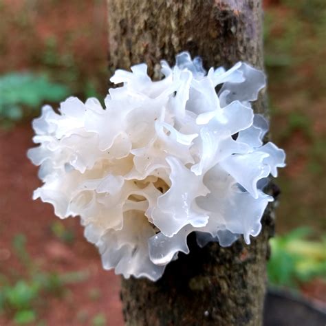 Tremella Mushroom – Addictive Wellness