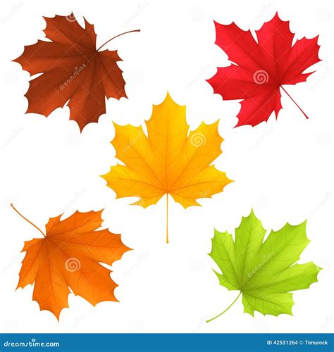 Autumn leaves. stock vector. Illustration of green, isolated - 42531264